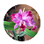 Cattleya intermedia x Slc. Mae Hawkins x Slc. Dizac - Imagem 2