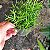 Folhagem Suculenta Ripsallis (Rhipsalis cereuscula) - Imagem 4