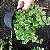 Folhagem Hera unha de gato variegata (Ficus pumila "White Sunny") - Imagem 1