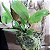 Cattleya aclandiae - Imagem 2