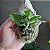 Cattleya aclandiae - Imagem 3