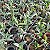 Dendrobium thyrsiflorum x Dendrobium farmerii - Imagem 4