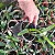 Dendrobium thyrsiflorum x Dendrobium farmerii - Imagem 3