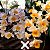 Dendrobium thyrsiflorum x Dendrobium farmerii - Imagem 1