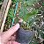 Dendrobium thyrsiflorum x Dendrobium farmerii - Imagem 2