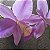 Cattleya nobilior - Imagem 1