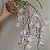 Dendrobium primulinum - Imagem 4