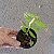 Dendrobium primulinum - Imagem 2