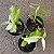 Dendrobium primulinum - Imagem 3
