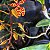 Renanthera monachica - Imagem 6