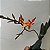 Renanthera monachica - Imagem 7