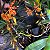 Renanthera monachica - Imagem 8