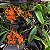 Renanthera monachica - Imagem 9