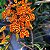 Renanthera monachica - Imagem 1