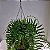 Folhagem Samambaia de Metro ADULTO (Polypodium subauriculatum) - Imagem 1