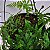 Folhagem Samambaia de Metro ADULTO (Polypodium subauriculatum) - Imagem 6