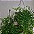 Folhagem Samambaia de Metro ADULTO (Polypodium subauriculatum) - Imagem 4