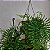 Folhagem Samambaia de Metro ADULTO (Polypodium subauriculatum) - Imagem 2