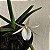 Angraecum didieri - Imagem 1