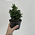 Folhagem para Bonsai Tuia Chamaecyparis nana - Imagem 2