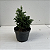 Folhagem para Bonsai Tuia Chamaecyparis nana - Imagem 5