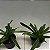 Paphiopedilum leeanum comum Entouceirado (Sapatinho) - Imagem 8