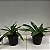 Paphiopedilum leeanum comum Entouceirado (Sapatinho) - Imagem 9