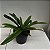 Paphiopedilum leeanum comum Entouceirado (Sapatinho) - Imagem 10