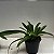Paphiopedilum leeanum comum Entouceirado (Sapatinho) - Imagem 11