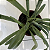 Paphiopedilum leeanum comum Entouceirado (Sapatinho) - Imagem 9