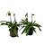 Paphiopedilum leeanum comum Entouceirado (Sapatinho) - Imagem 15