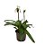 Paphiopedilum leeanum comum Entouceirado (Sapatinho) - Imagem 1