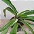 Paphiopedilum leeanum comum Entouceirado (Sapatinho) - Imagem 4