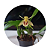 Coelogyne ovalis - Imagem 4