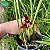 Maxillaria tenuifolia escuro - Imagem 1