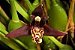 Maxillaria tenuifolia escuro - Imagem 3