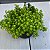 Suculenta Carpete dourado (Sedum Japonicum 'Tokyo Sun') - Imagem 5
