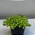 Suculenta Carpete dourado (Sedum Japonicum 'Tokyo Sun') - Imagem 2