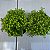 Suculenta Carpete dourado (Sedum Japonicum 'Tokyo Sun') - Imagem 6