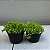 Suculenta Carpete dourado (Sedum Japonicum 'Tokyo Sun') - Imagem 7