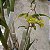 Dendrobium ionopus - Imagem 3