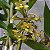 Dendrobium ionopus - Imagem 5