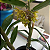 Dendrobium ionopus - Imagem 7