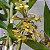 Dendrobium ionopus - Imagem 1
