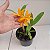 Laeliocattleya Orange Show X Cattleya aurantiaca - Imagem 6