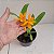 Laeliocattleya Orange Show X Cattleya aurantiaca - Imagem 8