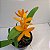 Laeliocattleya Orange Show X Cattleya aurantiaca - Imagem 7