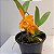 Laeliocattleya Orange Show X Cattleya aurantiaca - Imagem 9