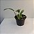 Laeliocattleya Orange Show X Cattleya aurantiaca - Imagem 5