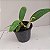 Laeliocattleya Orange Show X Cattleya aurantiaca - Imagem 4